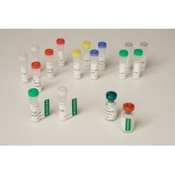 Ralstonia solanacearum Rs Positive control 12 assays pack 2,5 ml